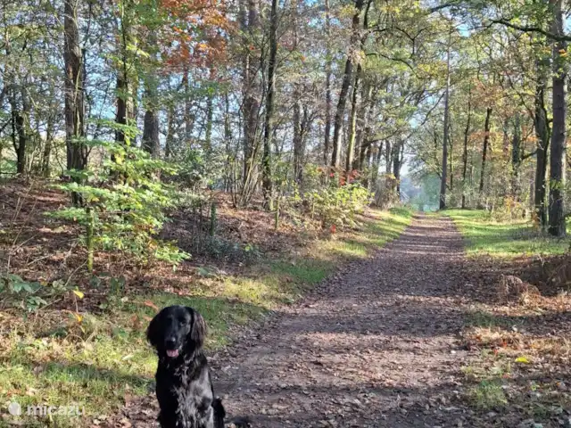 Vanuit het vakantiehuisje loop je zo dit mooie bospad op